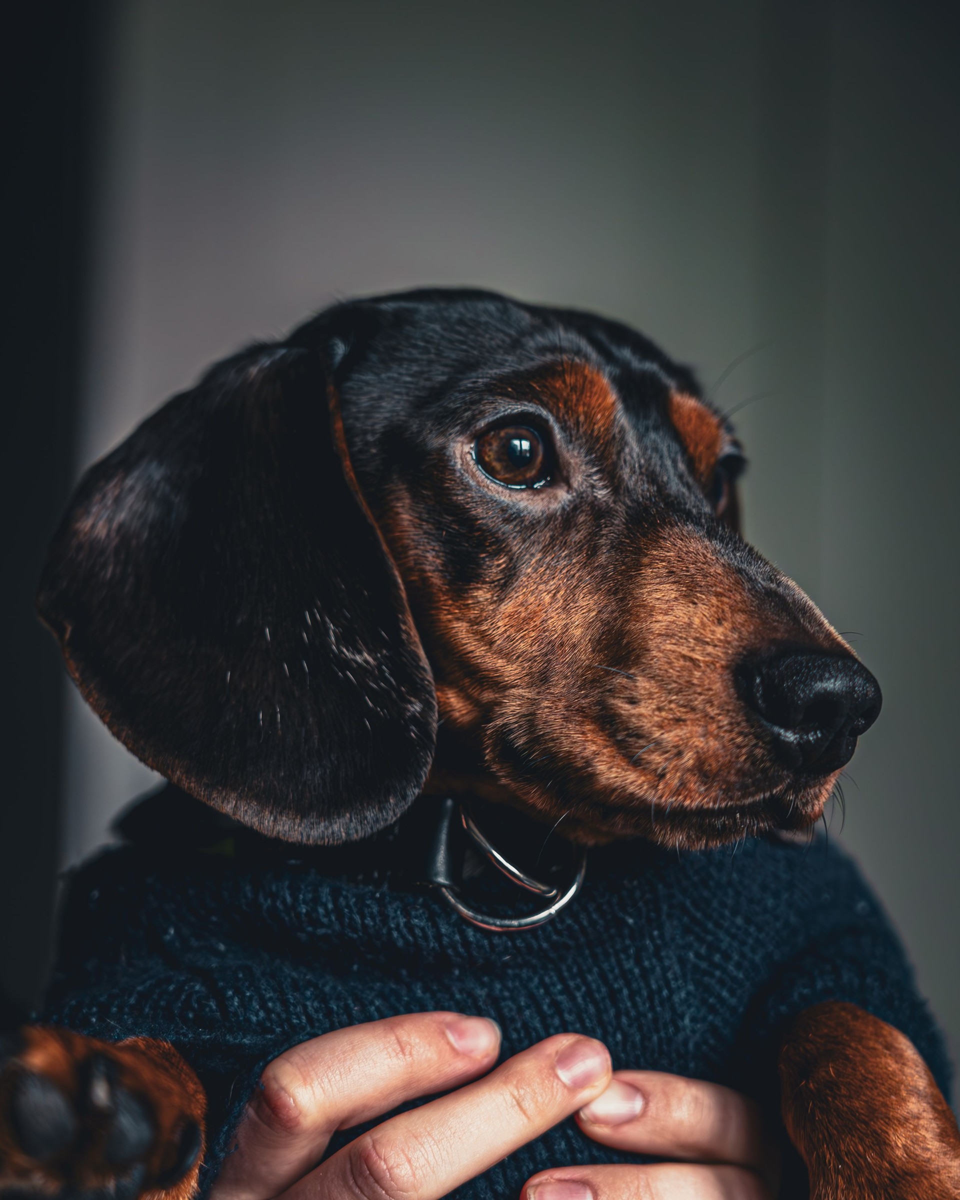 Black-and-tan dachshund wearing a dark coat, supported by a hand.