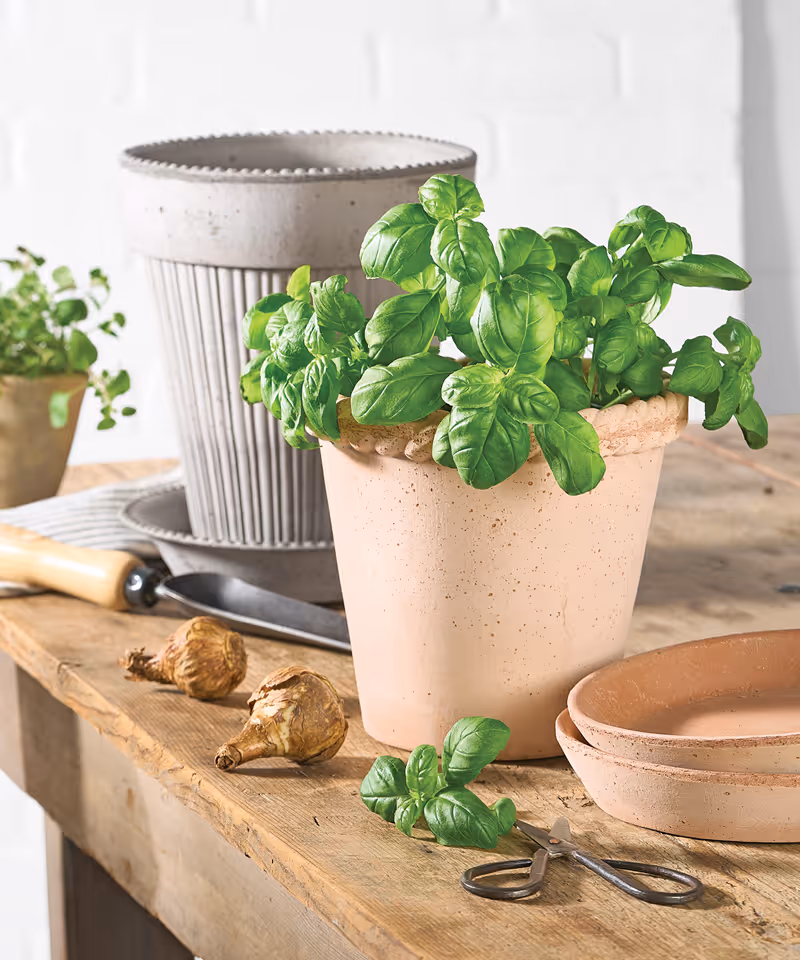 A wood table with three plant pots and one has fresh basil growing out of it.