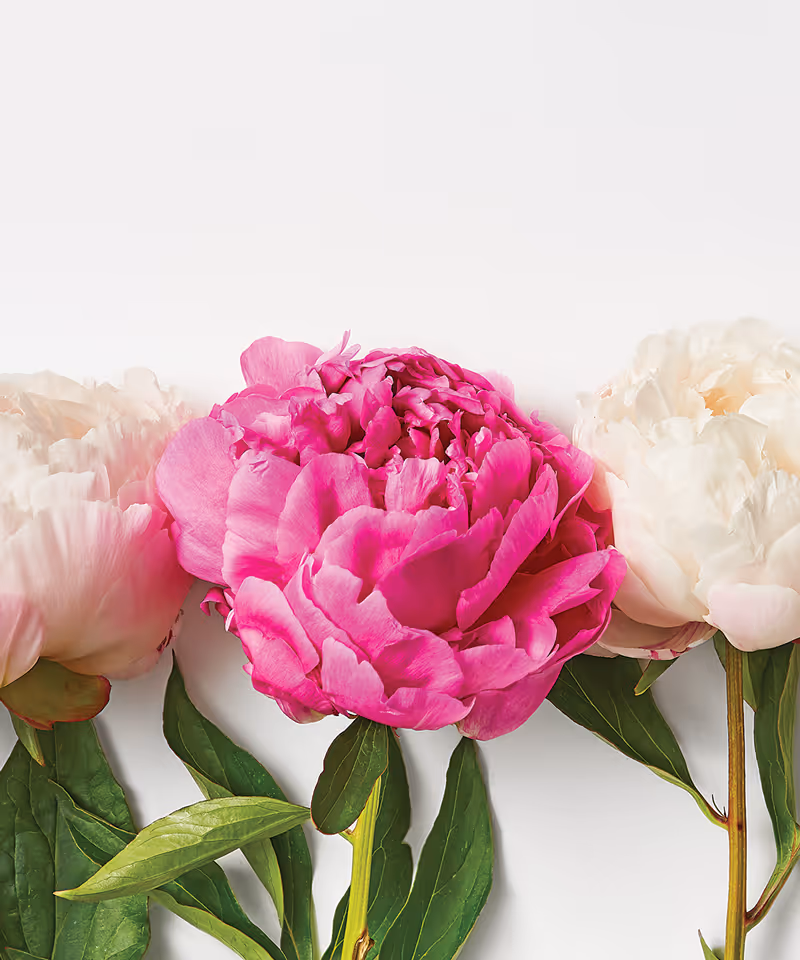 A close-up of three pink and white flowers resting on a white surface.