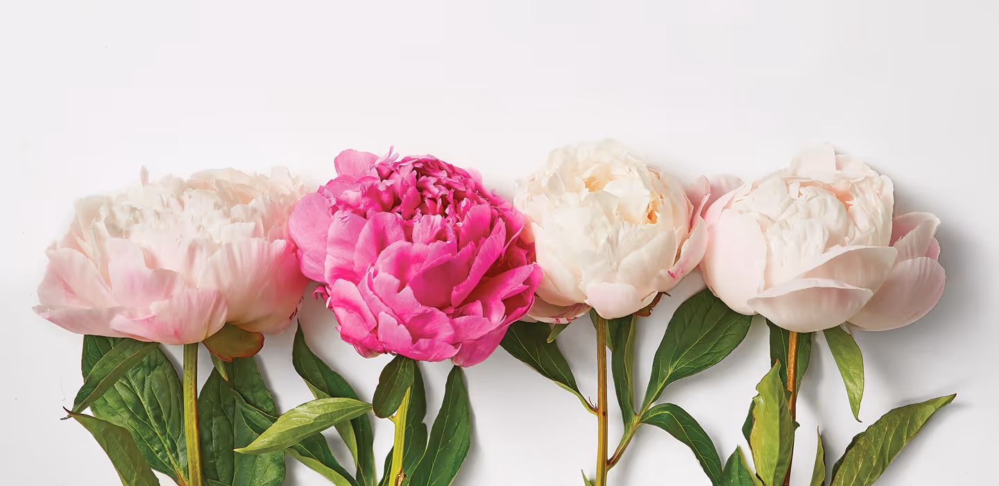 A close-up of three pink and white flowers resting on a white surface.