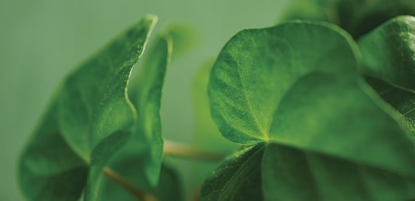A close-up angle of fresh green ivy leaves.