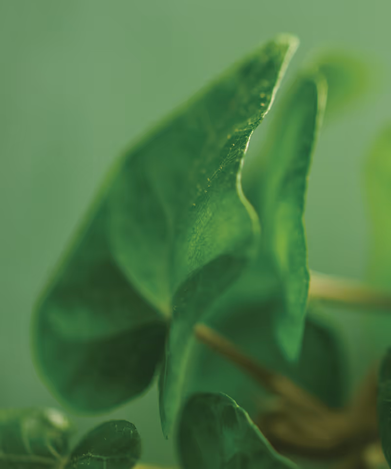 A close-up angle of fresh green ivy leaves.