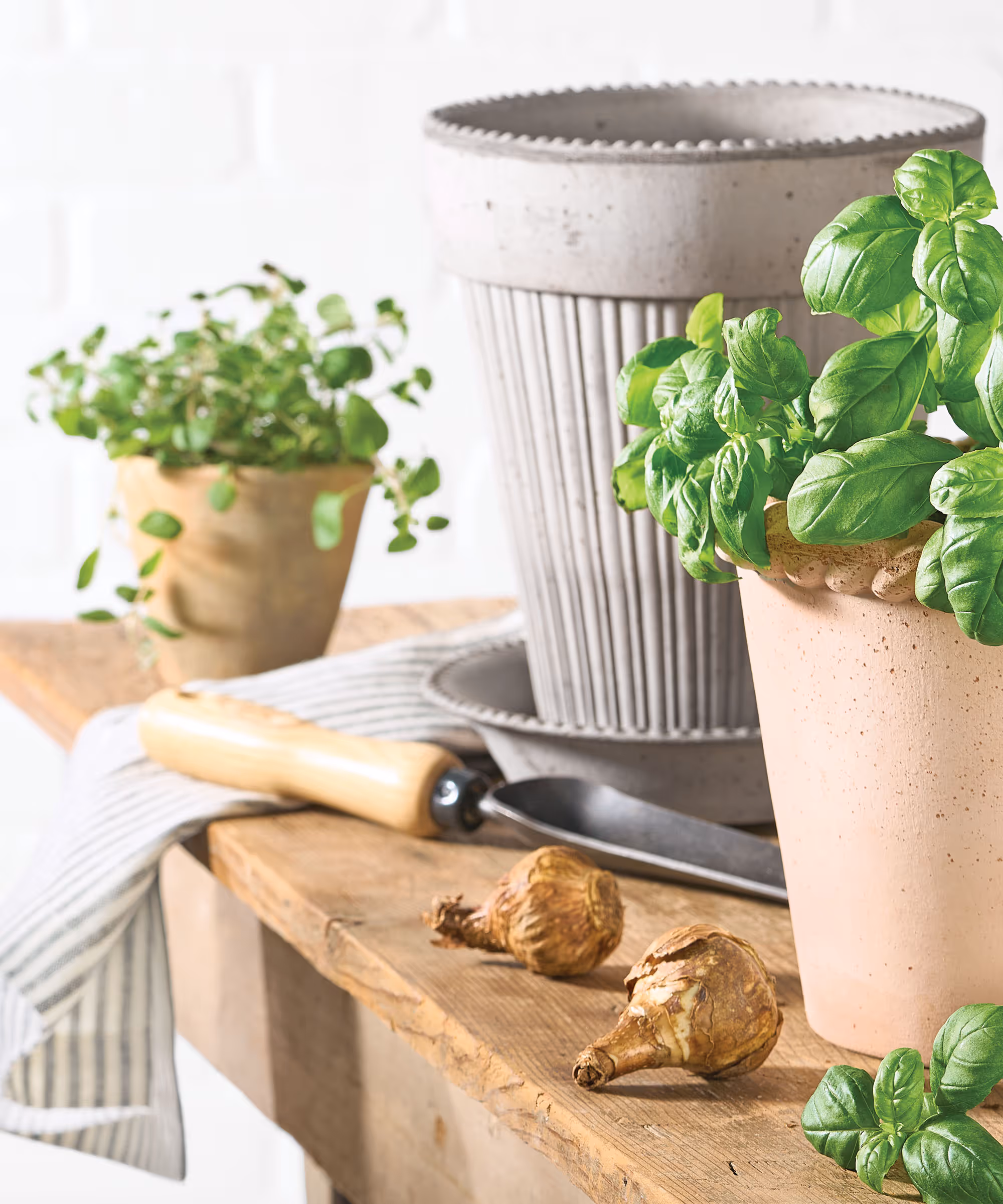 A wood table with three plant pots and one has fresh basil growing out of it.