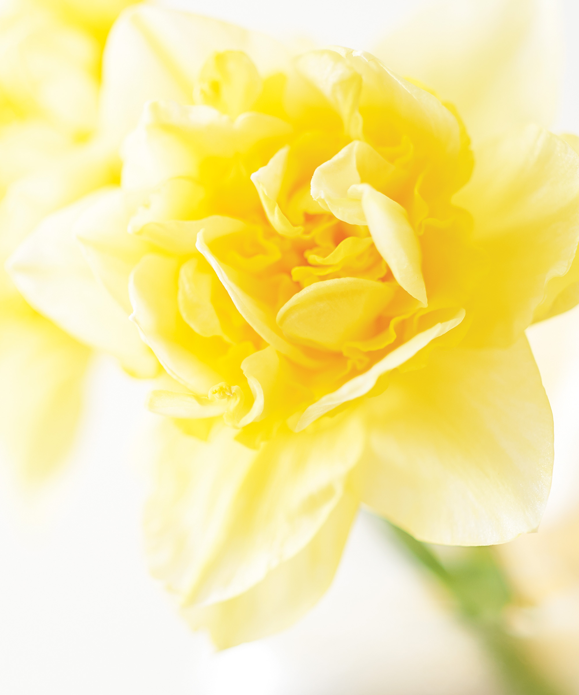 A close-up angle of a bright yellow daffodil.