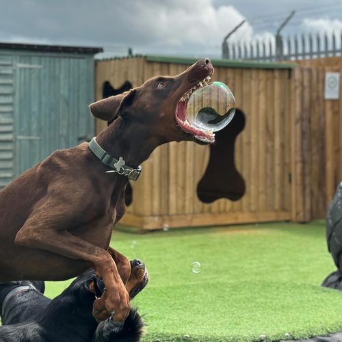 Dobermann jumping for bubble