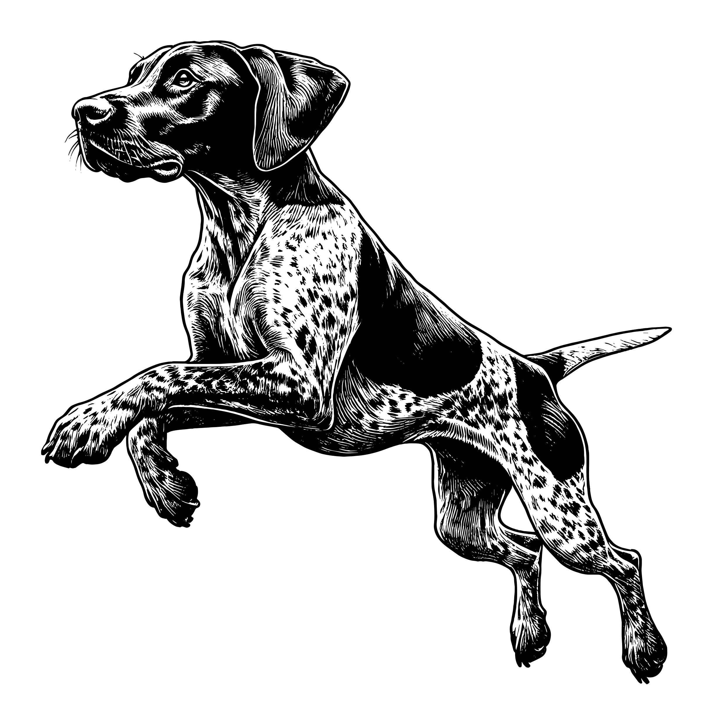 pointer running and jumping