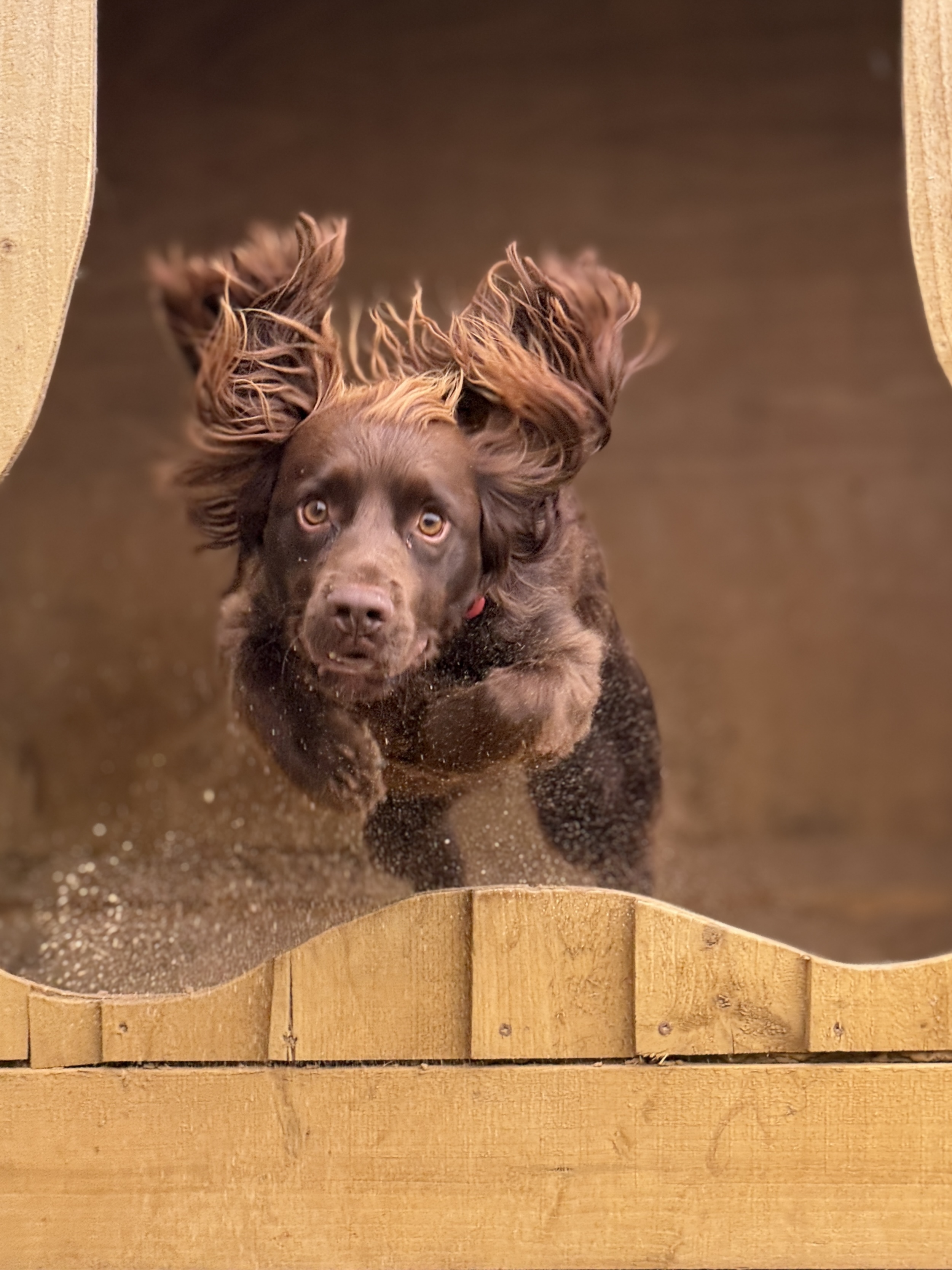 Spaniel