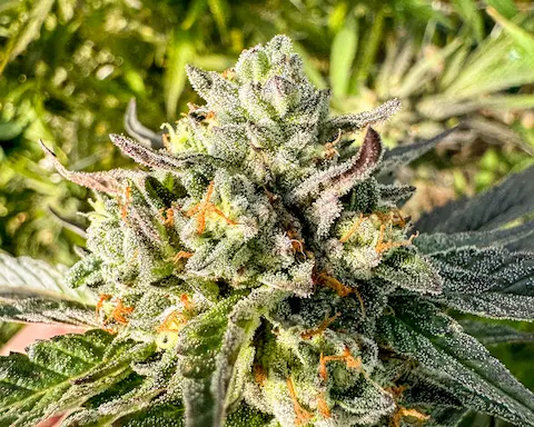 [background image] toy-themed display (for a toys & game store)