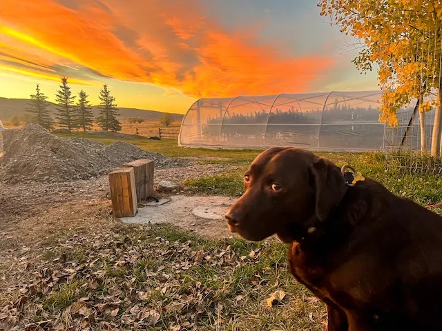 [background image] image of controlled environment agriculture (for a food and agtech)