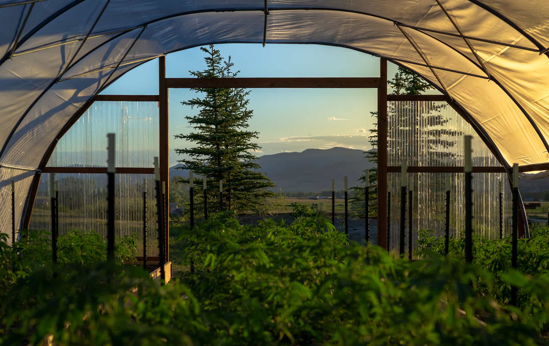 image of latest agricultural innovation