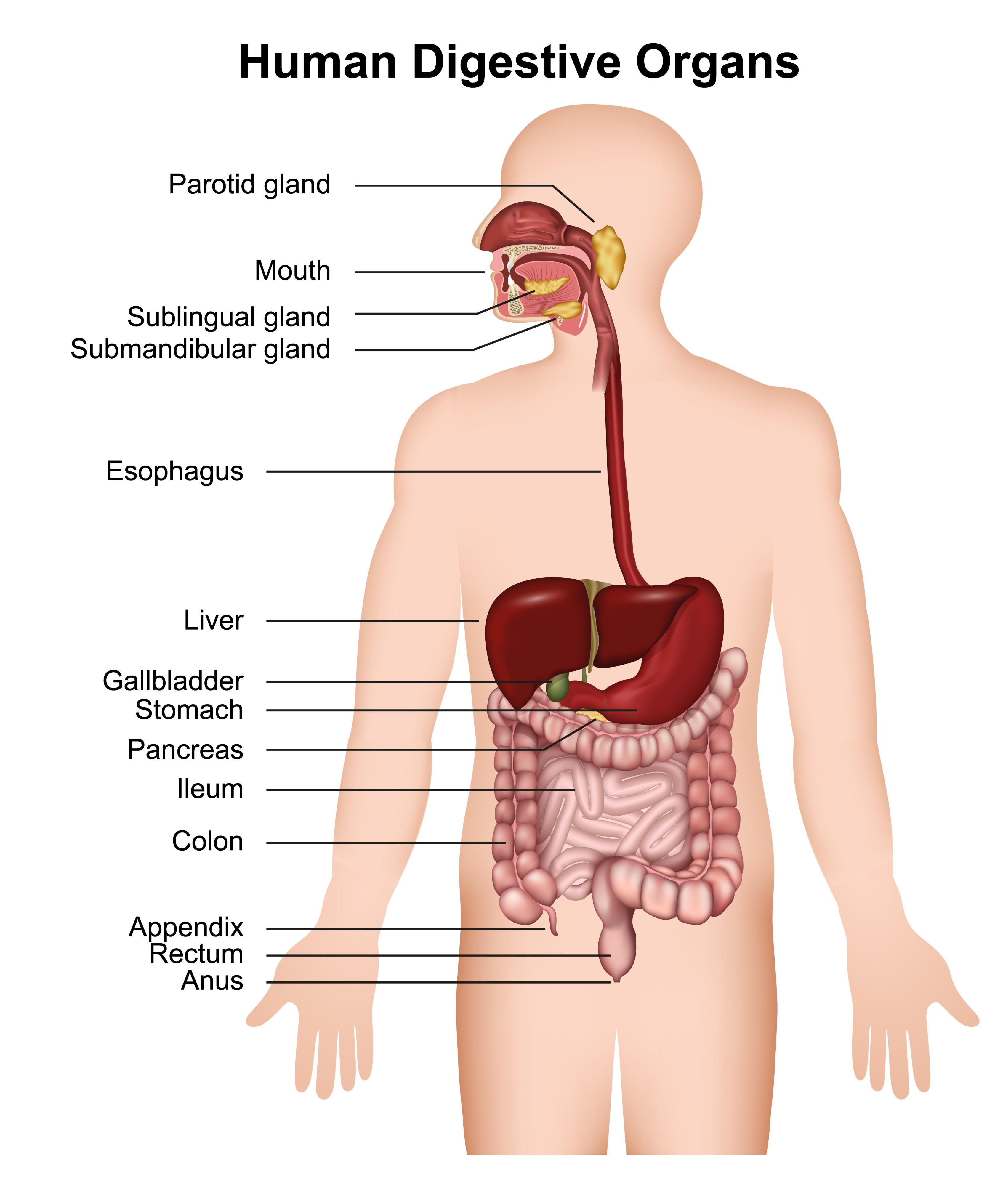 Image of the human digestive system