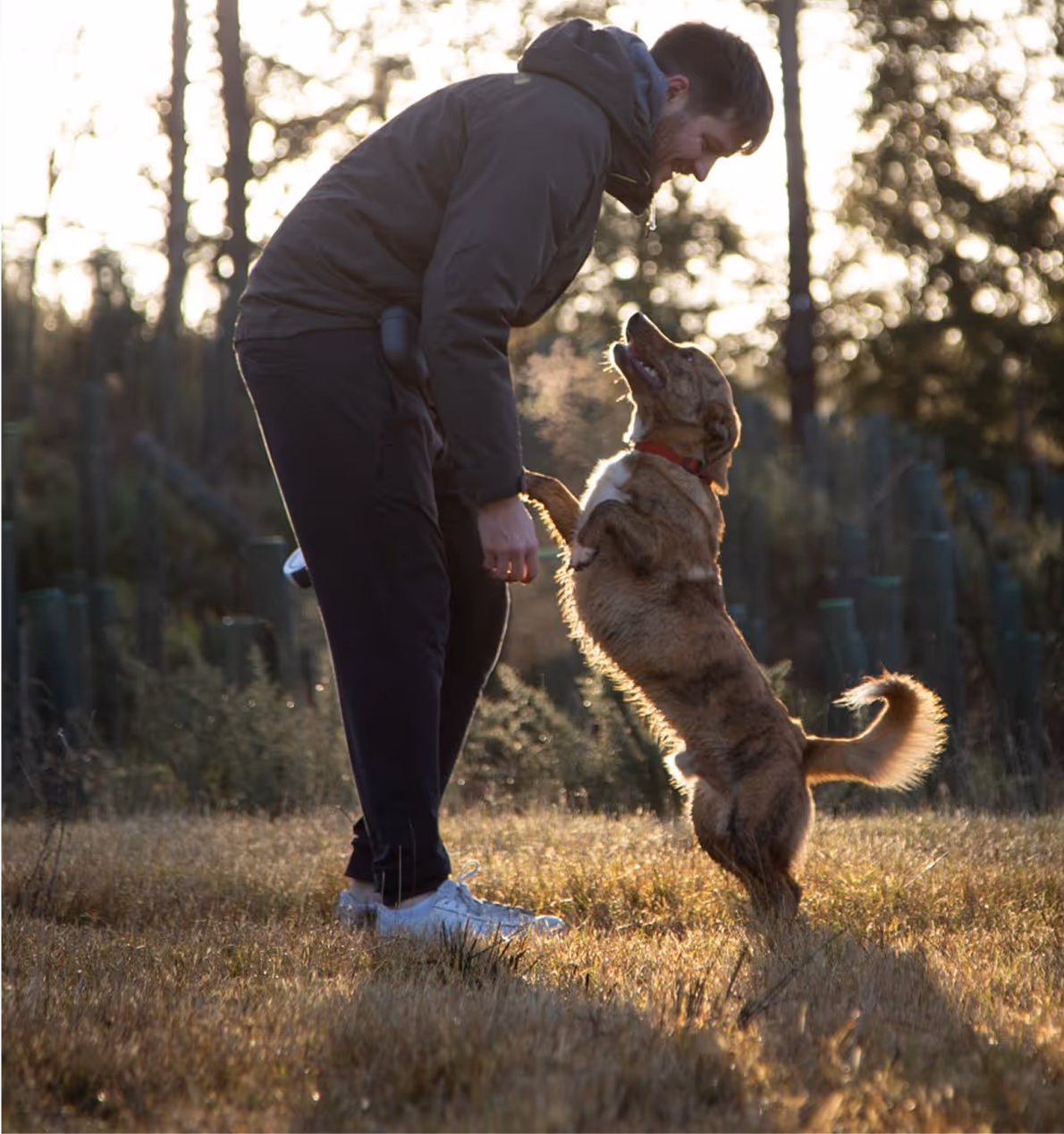 Dog standing on hind legs looking up at owner in golden sunlight