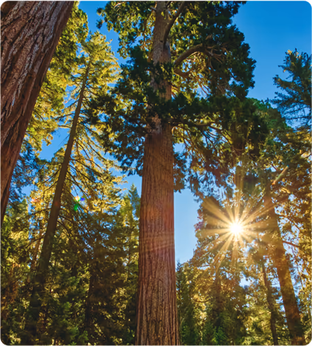 Forest looking up through trees