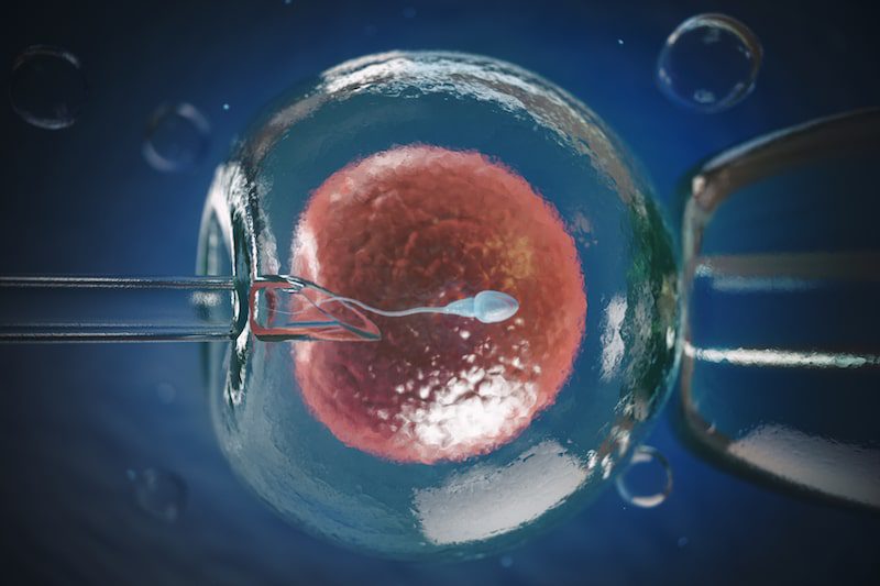 Illustration of the IVF insemination process.