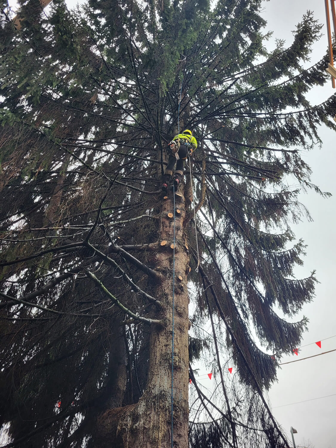 The Tree Police Arborists Service BC, Canada