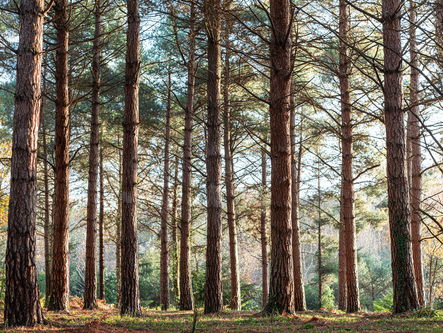 The Tree Police Arborists Service BC, Canada Pine Tree Forest