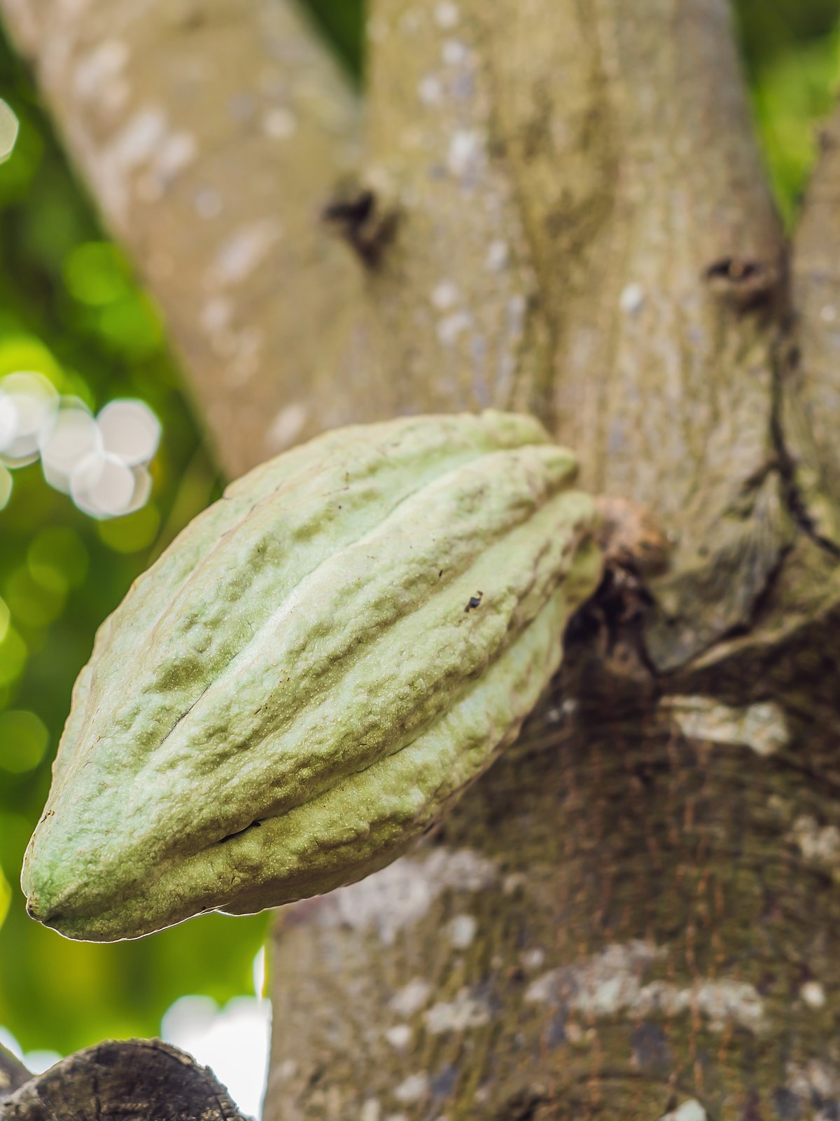 A ripe cacao pod growing on a tree in the Dominican Republic.
