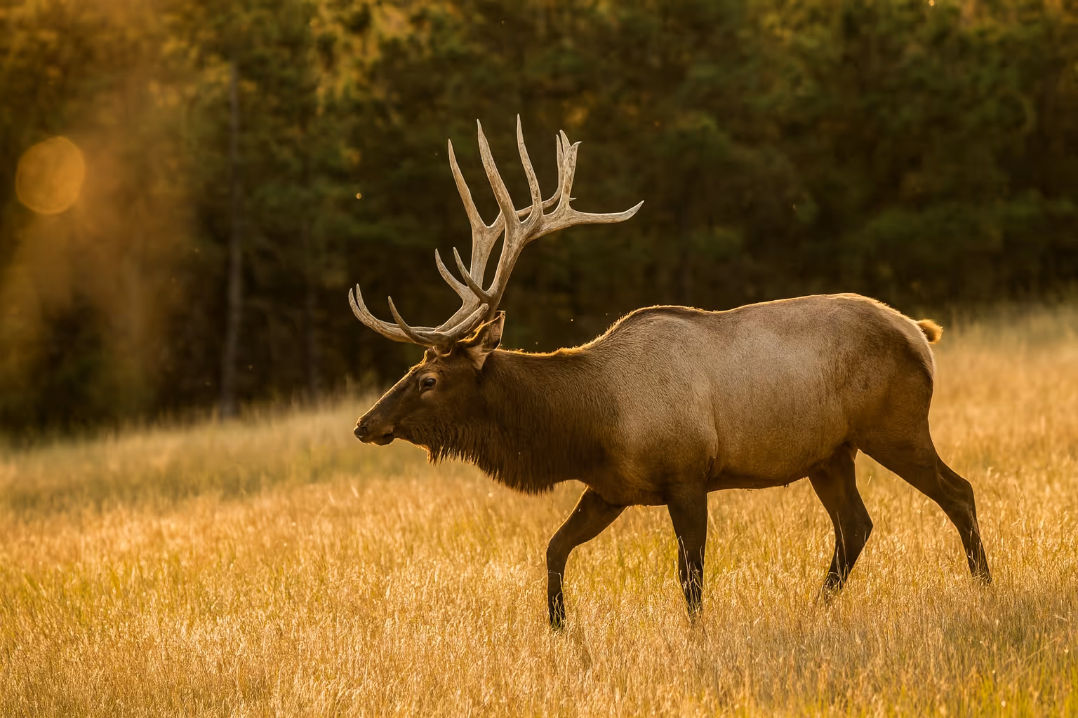 Bison hunt meat
