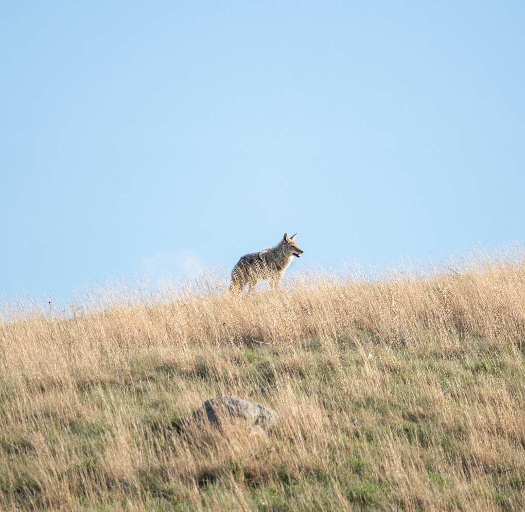 Summer Coyote Hunting in Nebraska: Why Off-Season Predator Hunts Are Worth It