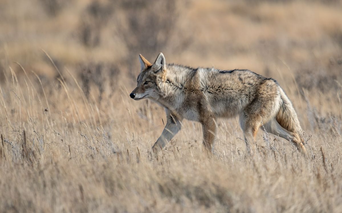 Electronic Call Strategy for Coyotes: How to Work the Sandhills Prairie