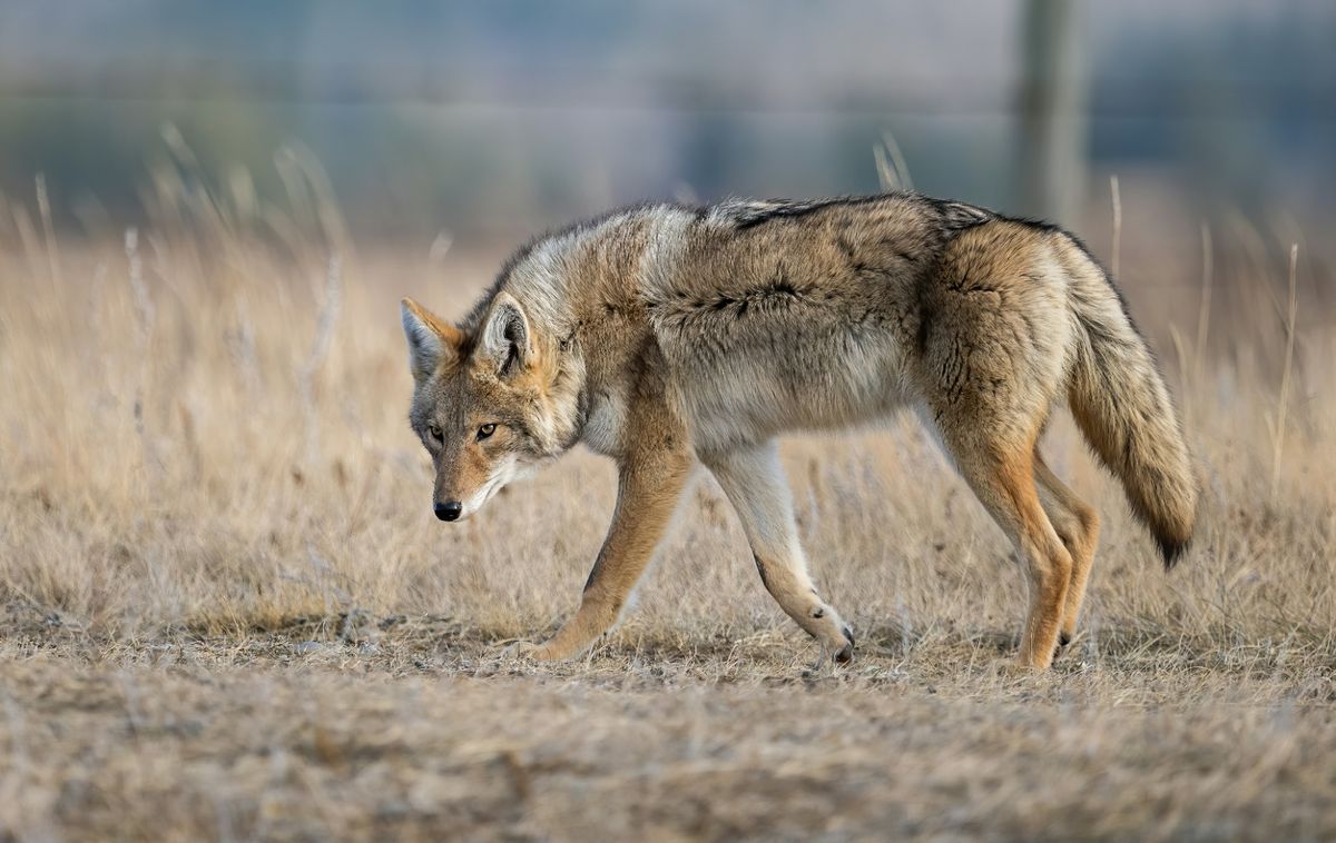 Best Rifles and Cartridges for Coyote and Bobcat Hunting in Nebraska