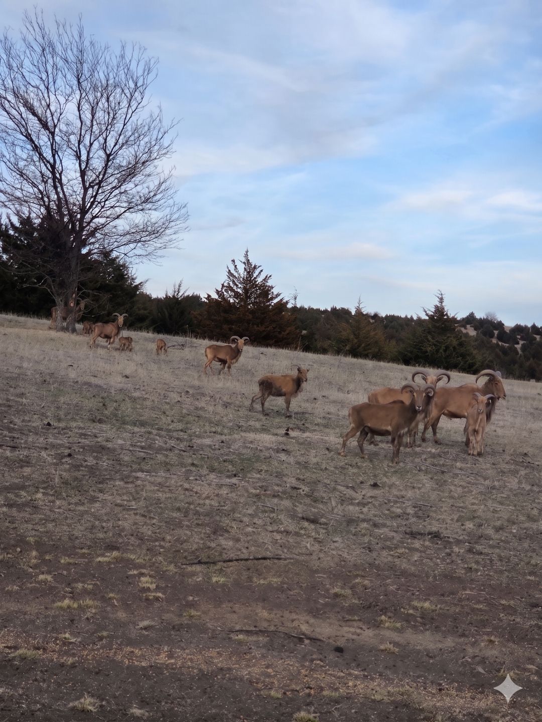 Bison hunt meat