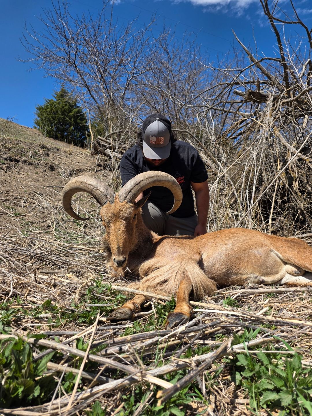 Bison hunt meat