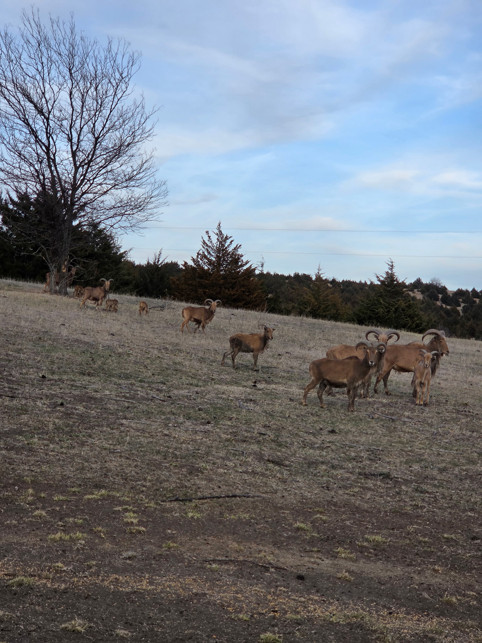 Bison hunt meat