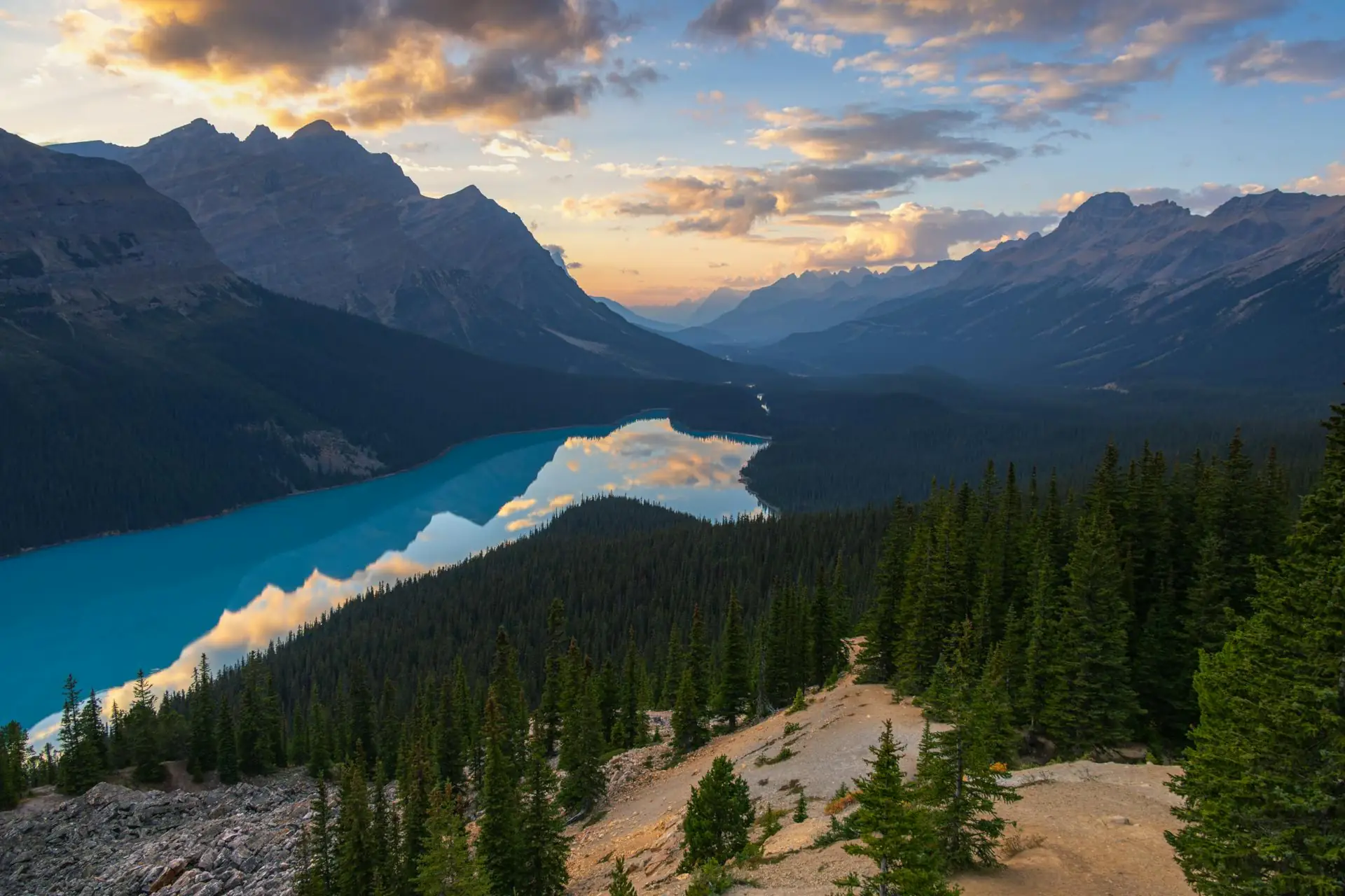Turquoise alpine, Wolf Head Shaped Peyto lake surrounded by dense pine forest and rocky mountains at sunset with clouds reflected in the water.