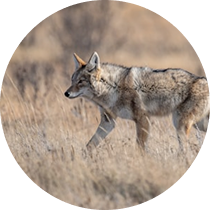 Gray wolf walking through dry grassland with blurred background.