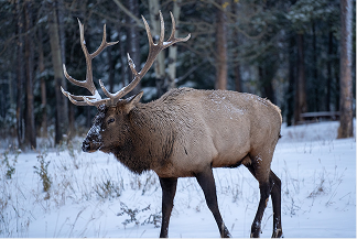 Large elk with impressive antlers standing on snow-covered ground near a forest.