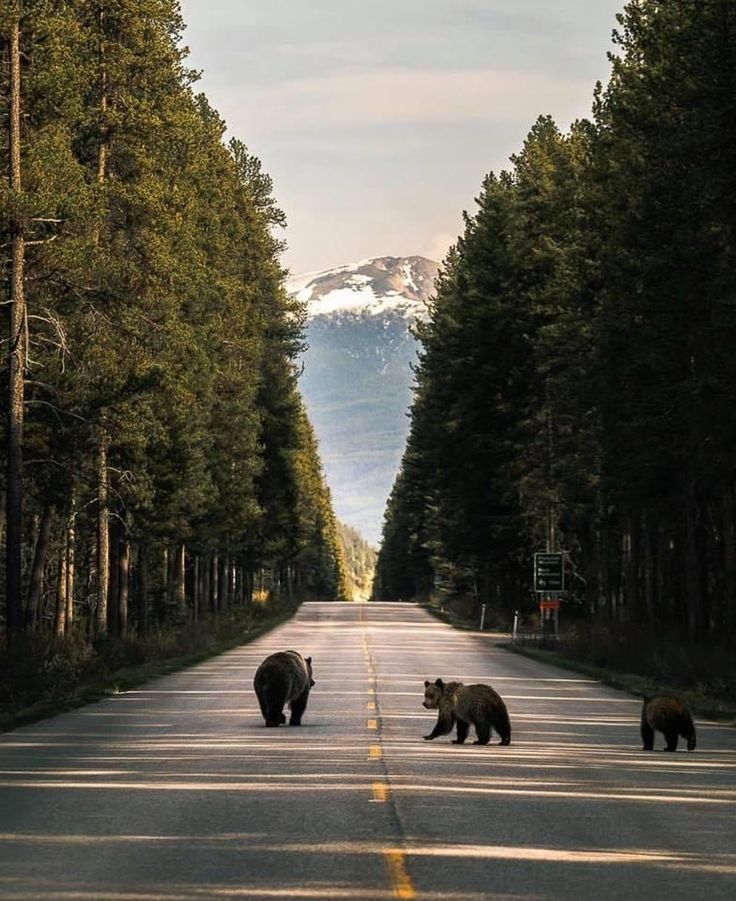 A mother bear and two cubs crossing a forest road with tall pine trees and snow-capped mountains in the background.