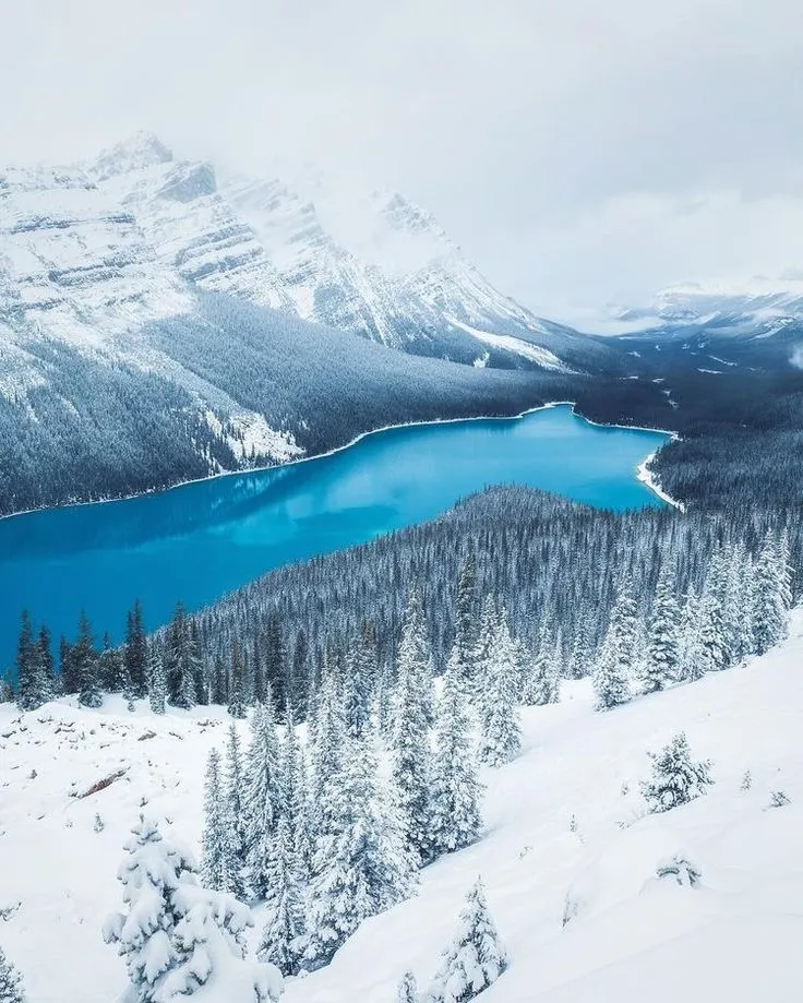 Snow-covered pine trees in front of a bright blue Peyto lake surrounded by snowy mountains under a cloudy sky.