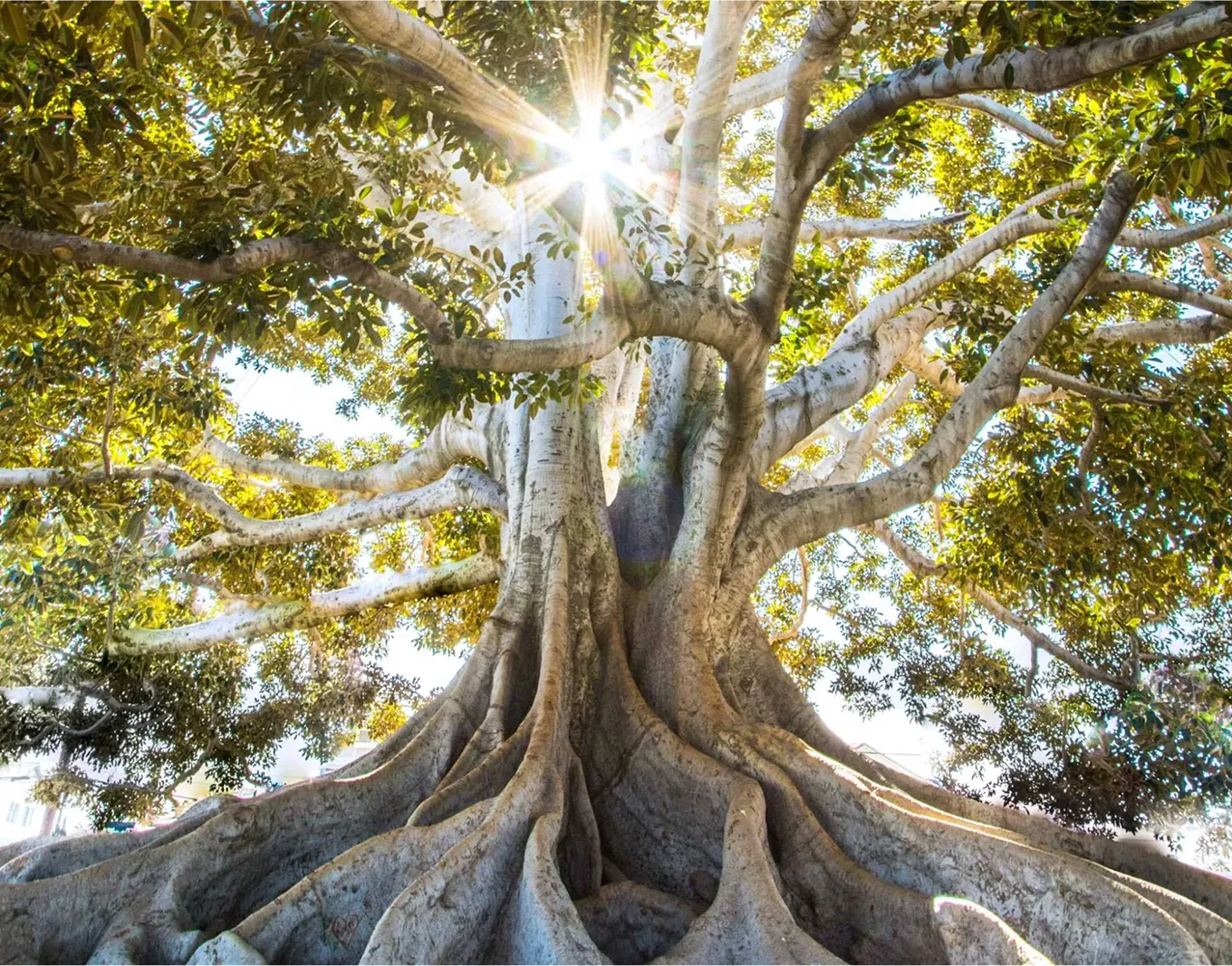 A big tree with glare of sunlight.