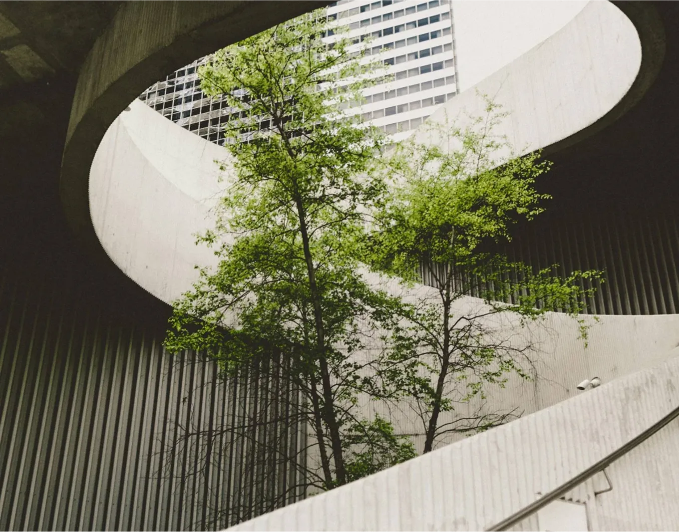 A tree in the middle of a building.