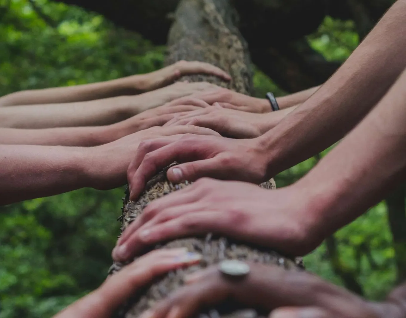 Multiple hands holding a branch of a tree.