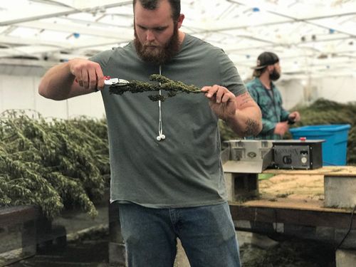 Farmer working with hemp plant