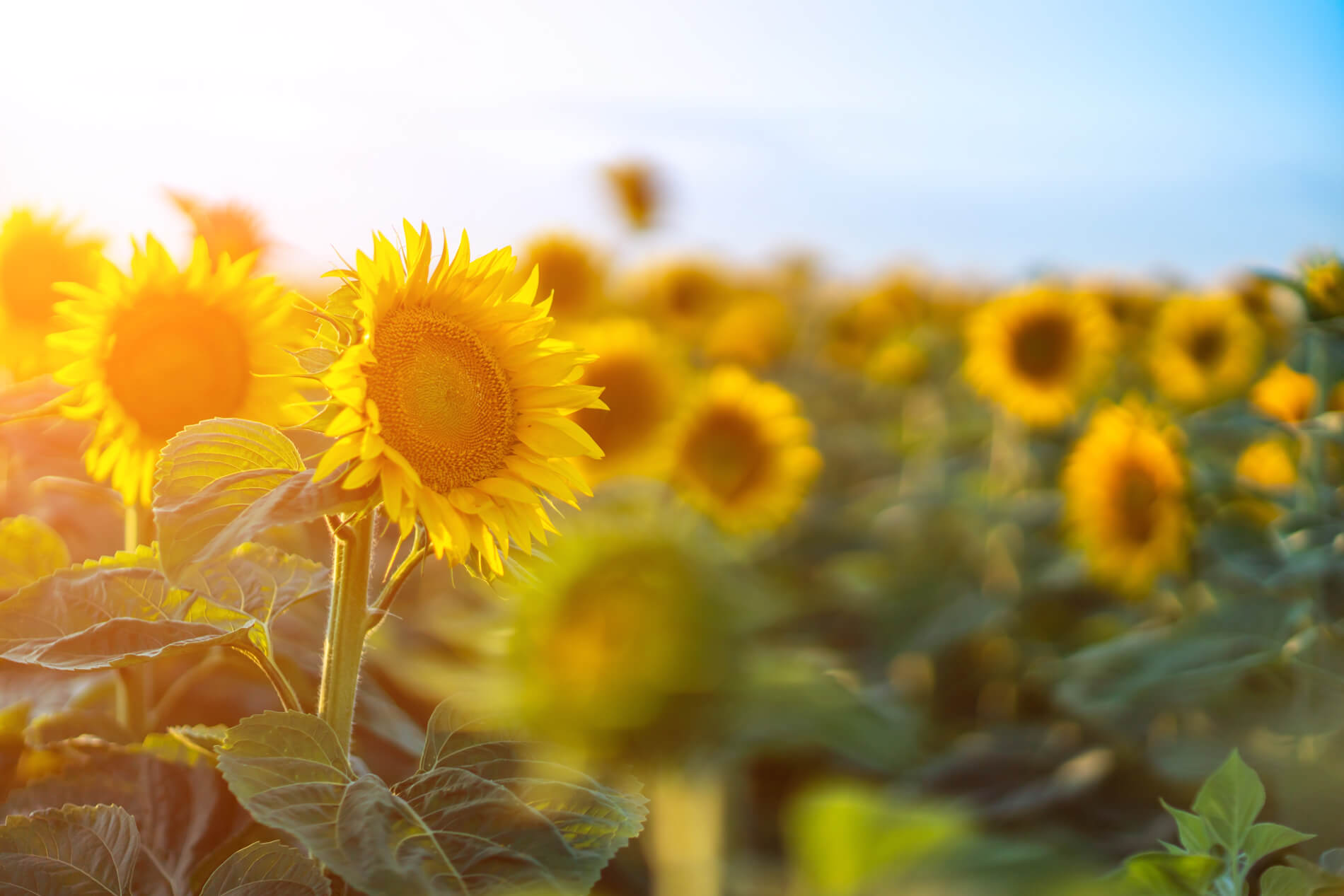 Field full of sunflowers