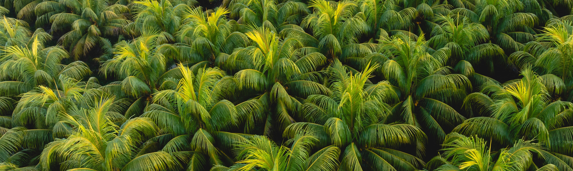 Field full of palmtrees