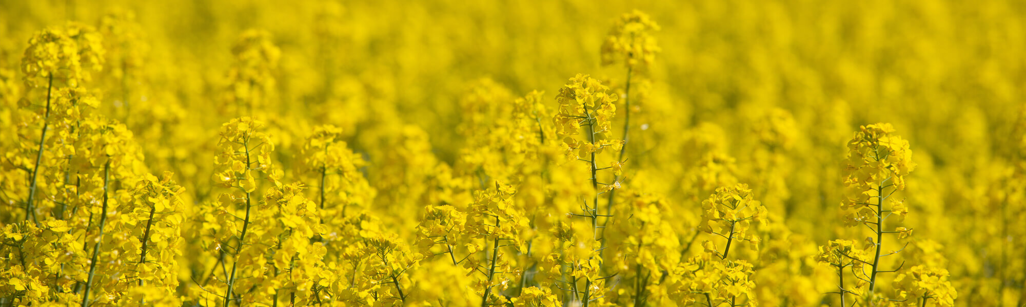 Rapeseed crop