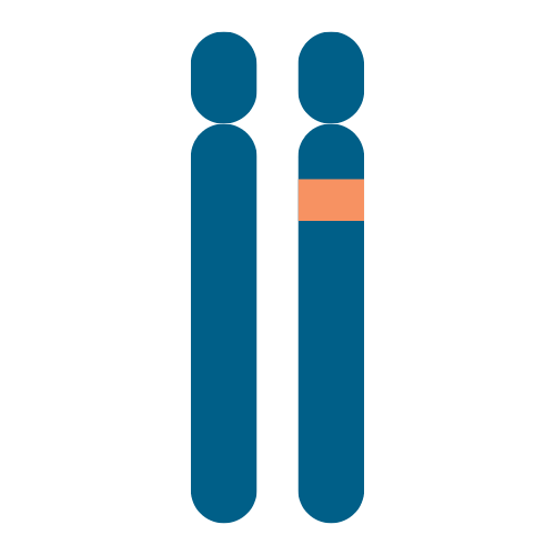 A chromosome with the deletion/mutation of the UBE3A gene
