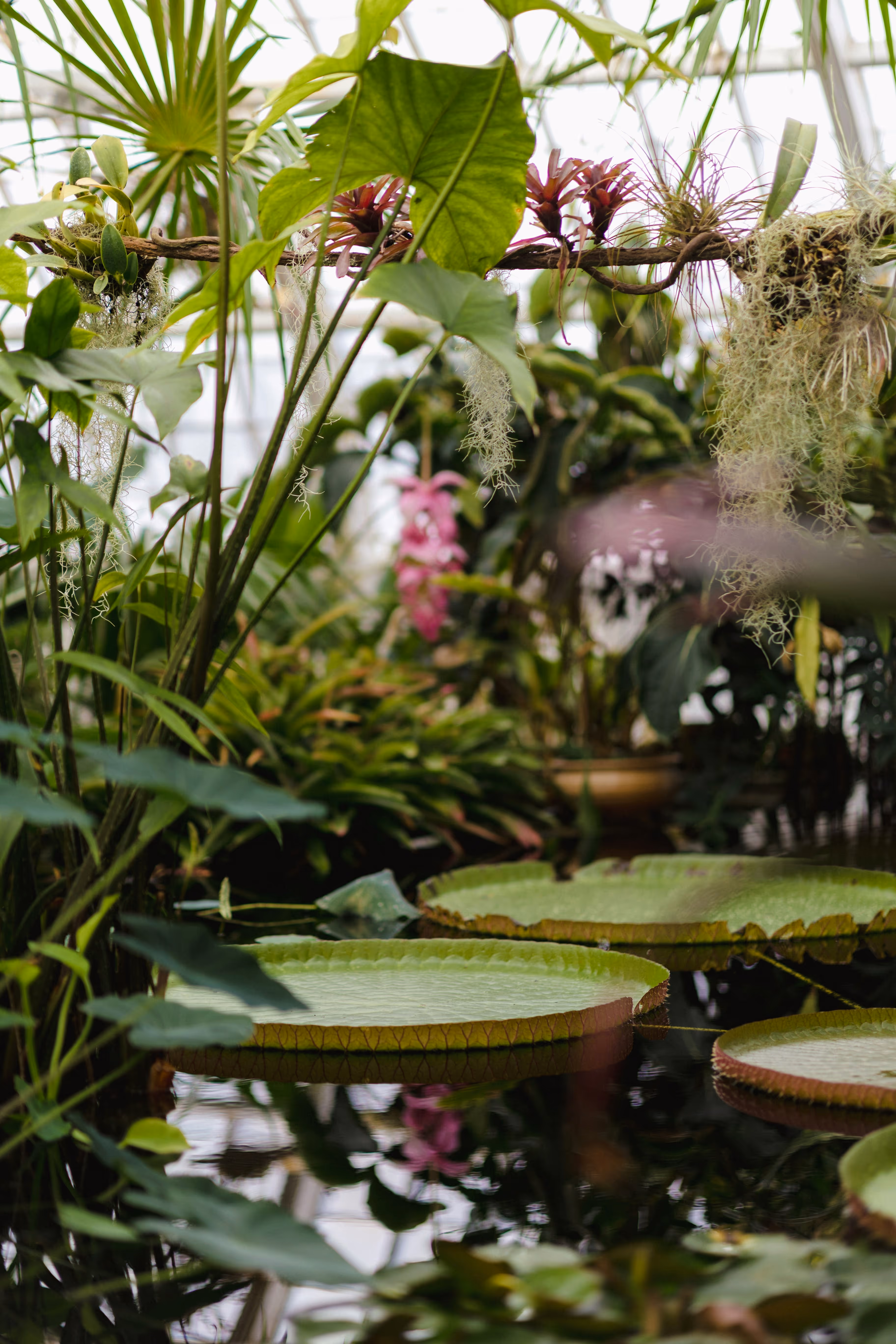 Lush greenhouse pond with large lily pads and tropical plants.