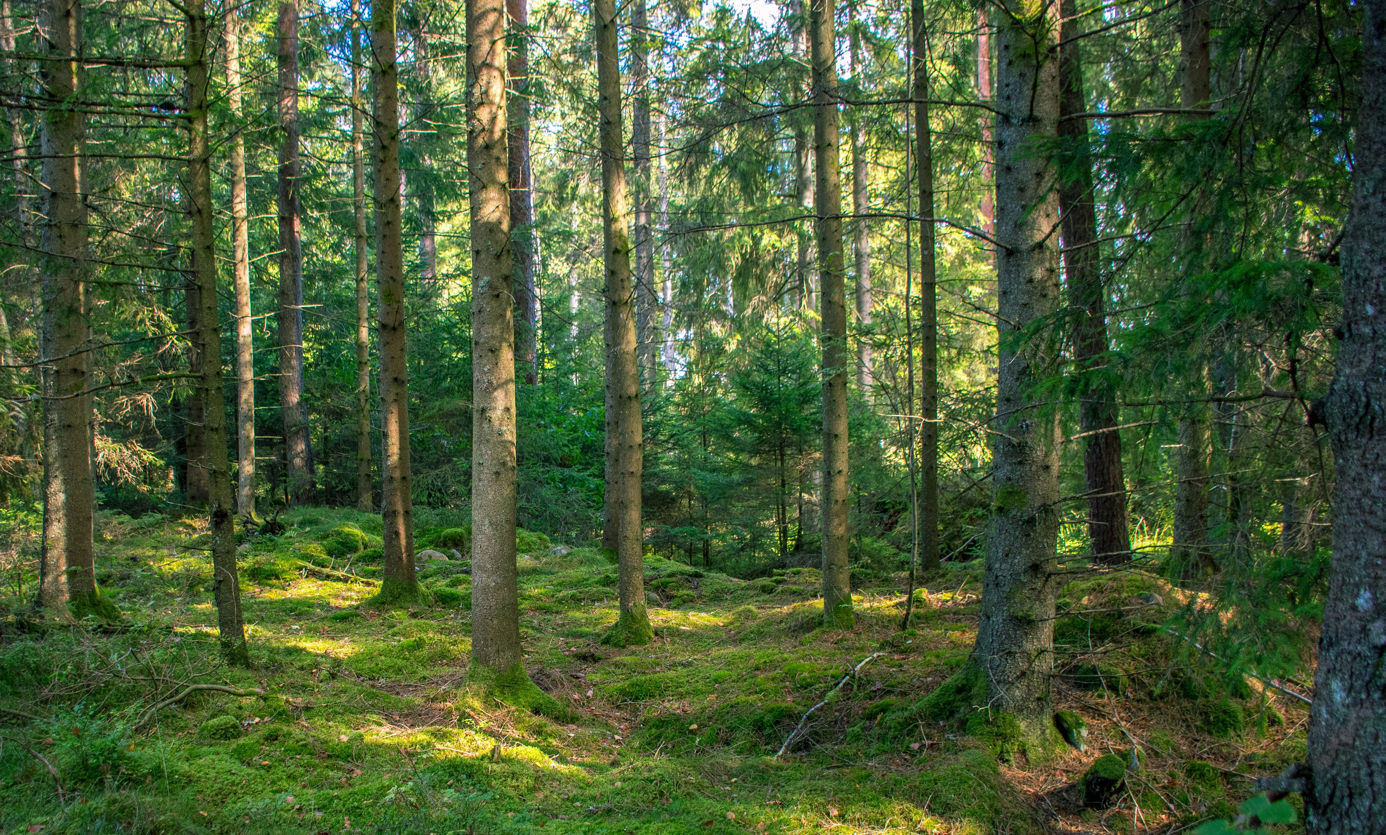 Ljust skogsområde med tallar och mossa på marken i mjukt dagsljus.