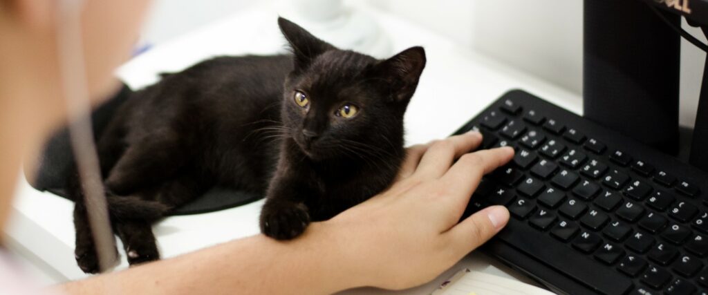 A photograph of a black cat sitting on its owner’s home office desk while she works at the computer. 