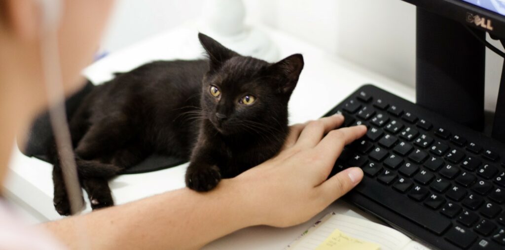 A photograph of a black cat laying on a desk next to someone typing on a computer keyboard.