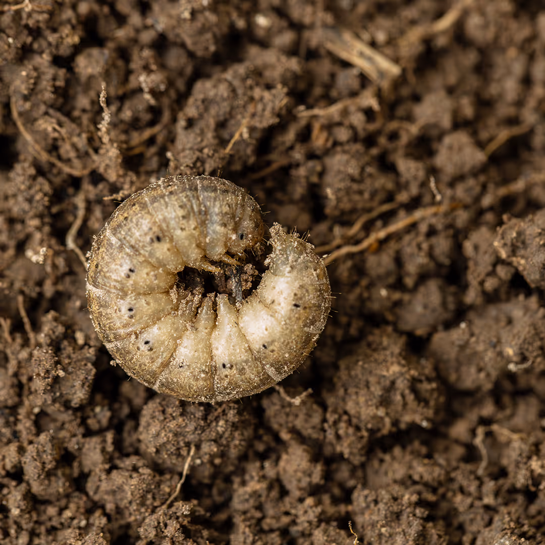 grub treatment lawn health service by Eden Landscaping LLC Charlotte