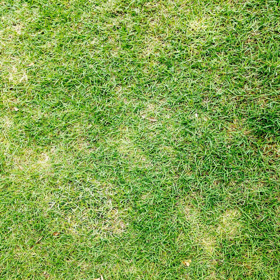 Weed control treatment by Eden Landscaping LLC in Charlotte