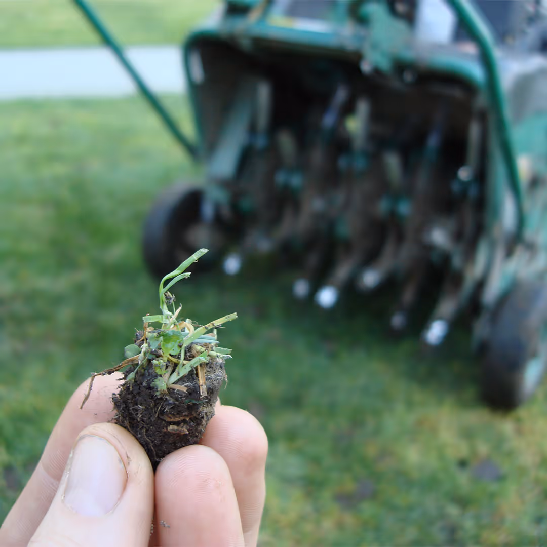 seeding overseeding lawn service by Eden Landscaping LLC