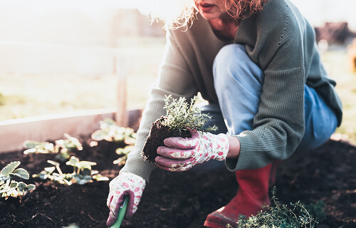 Team member gardening in a raised bed, symbolizing Cornerstone’s values-driven community impact as a Certified B Corp™.