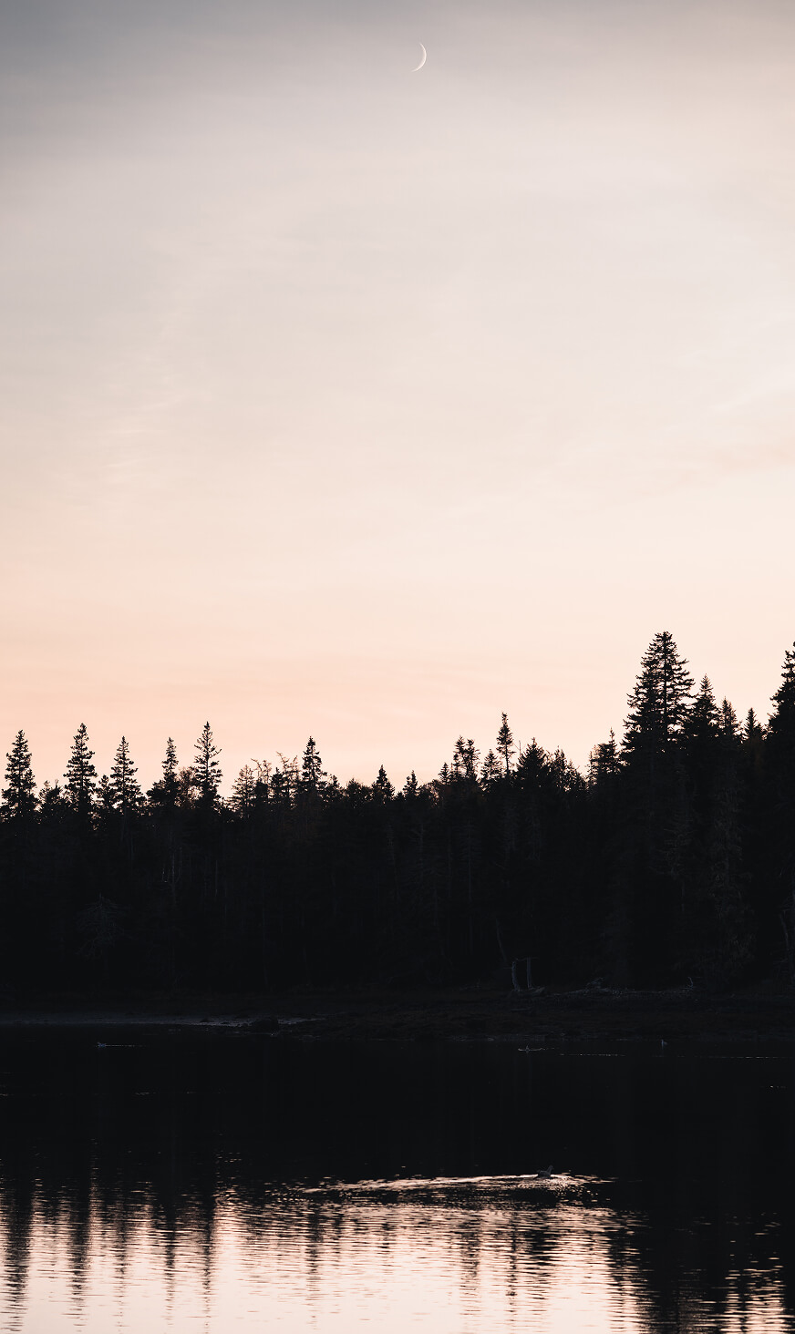 Silhouette of pine forest at sunset with crescent moon above, representing enduring guidance and financial peace of mind.